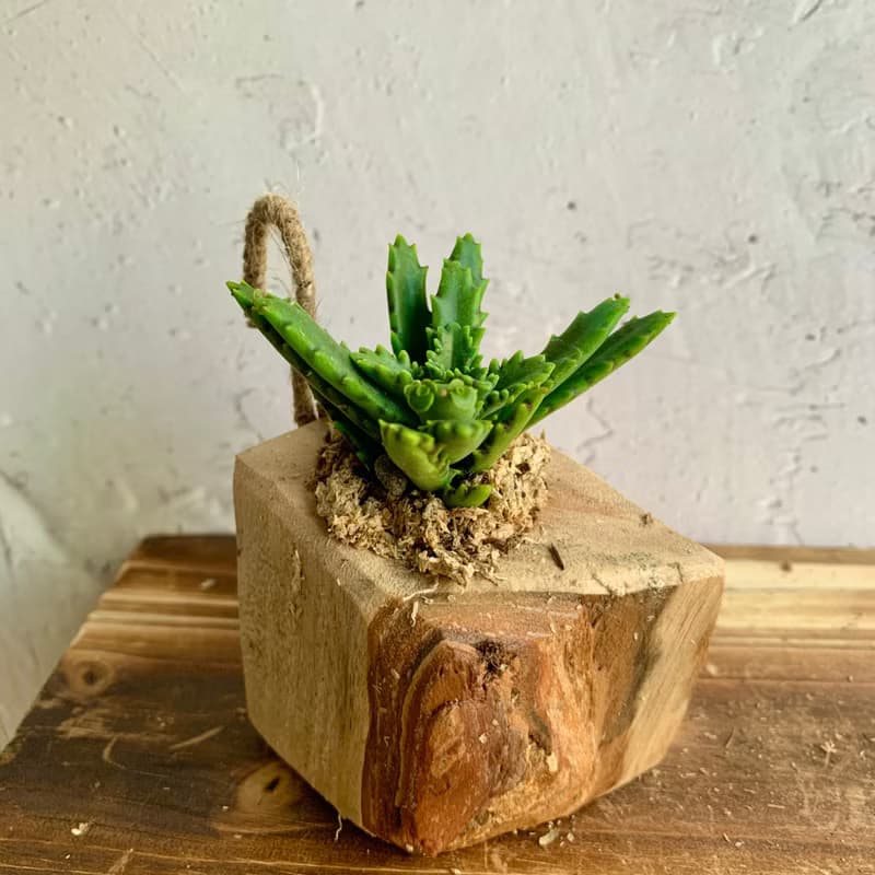 手工木作設計 盆栽擺飾 多肉植物 不死鳥