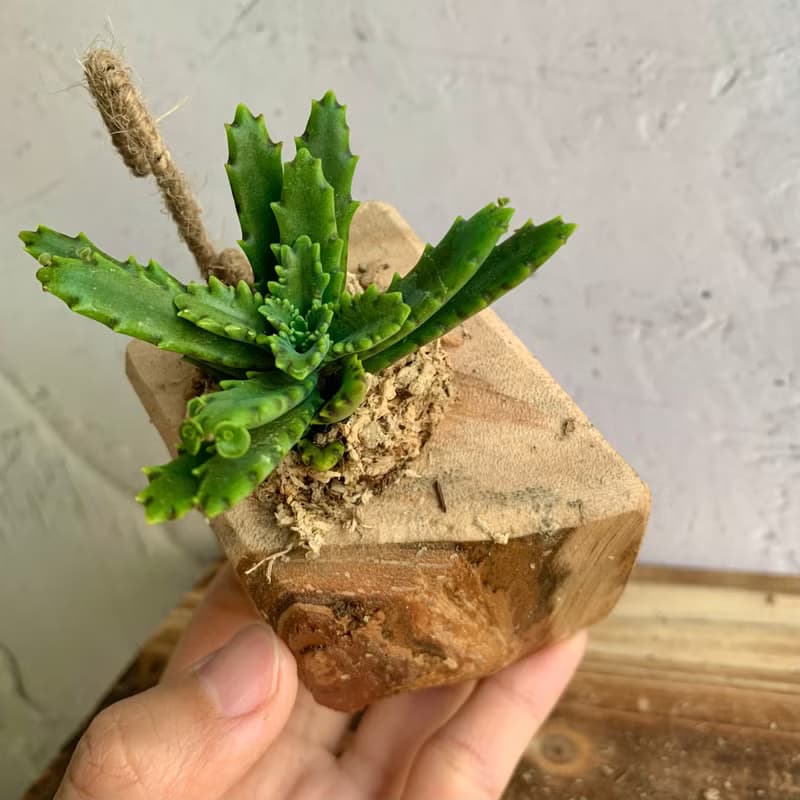 手工木作設計 盆栽擺飾 多肉植物 不死鳥