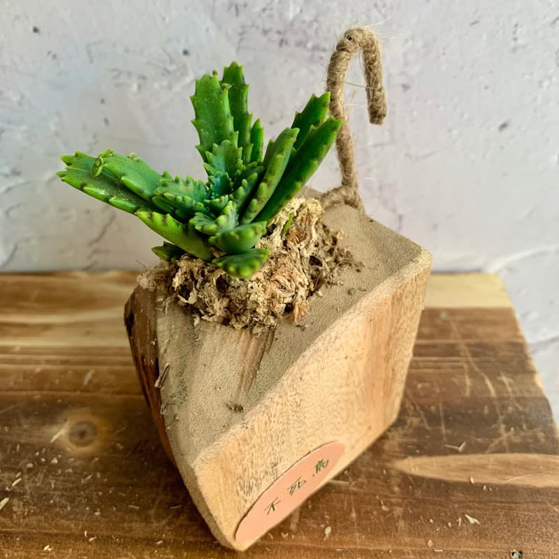 手工木作設計 盆栽擺飾 多肉植物 不死鳥