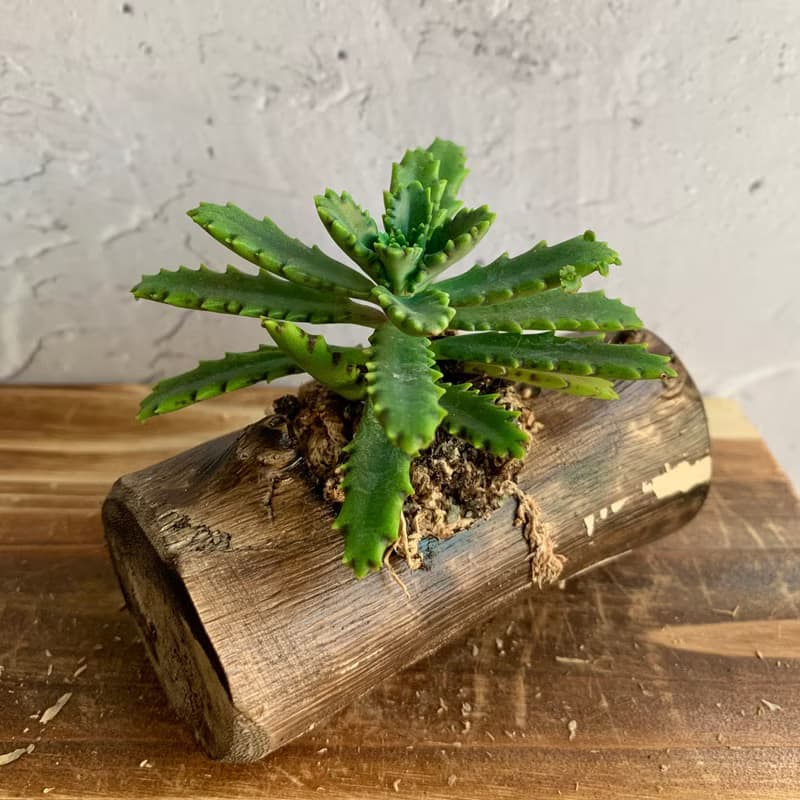 手工木作設計 盆栽擺飾 多肉植物 不死鳥