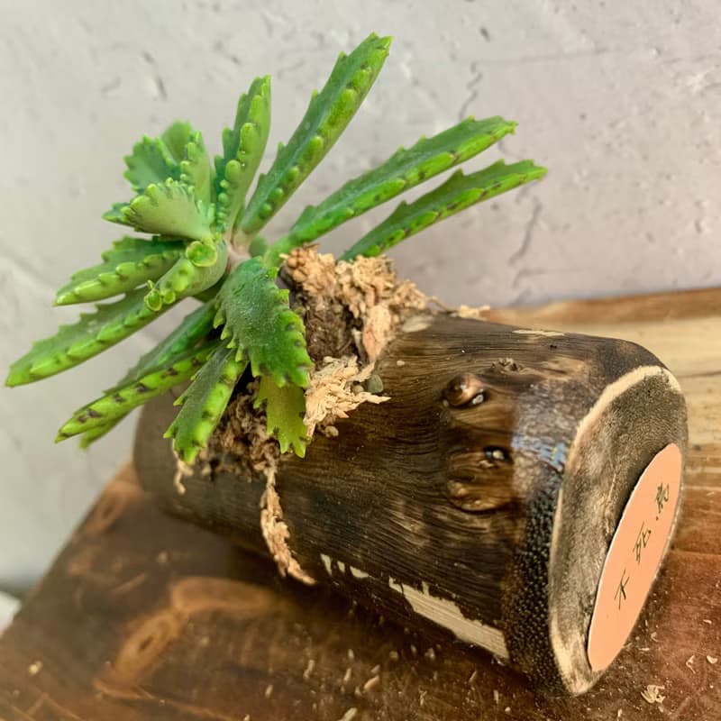 手工木作設計 盆栽擺飾 多肉植物 不死鳥