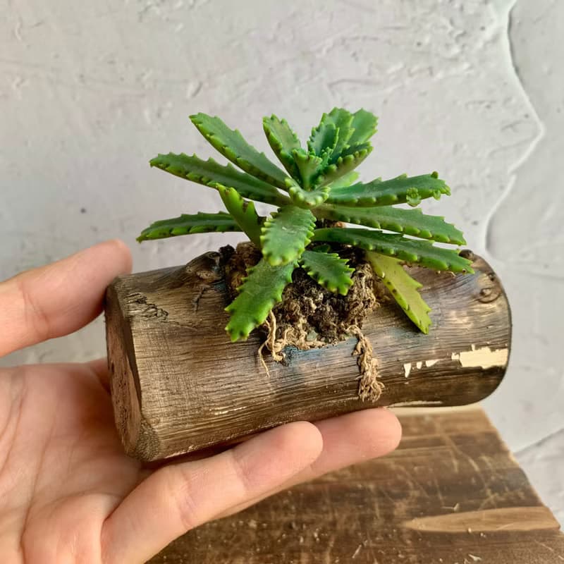 手工木作設計 盆栽擺飾 多肉植物 不死鳥