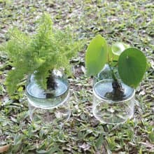 水培植栽│荷葉椒草_室內植物 辦公室盆栽 店內擺設 送禮
