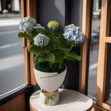 【花束造型盆栽】藍繡球花 富貴寓意居家擺設新居開幕喬遷升官送