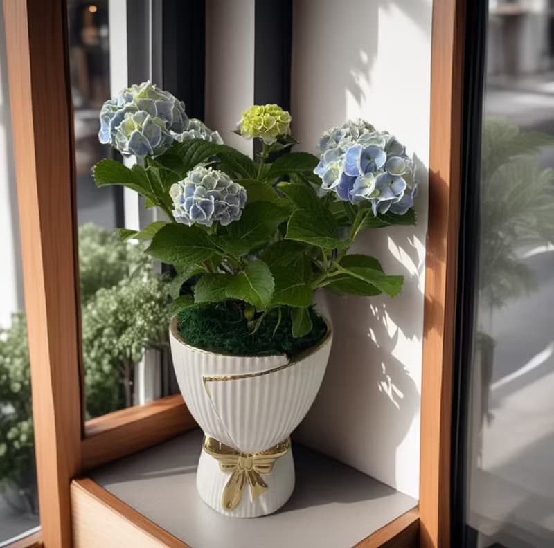 【花束造型盆栽】藍繡球花 富貴寓意居家擺設新居開幕喬遷升官送