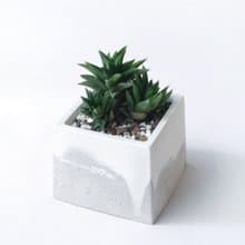 (預購) 白灰漸層系列 | 黑舌 五重塔 方形雙色水泥多肉植栽