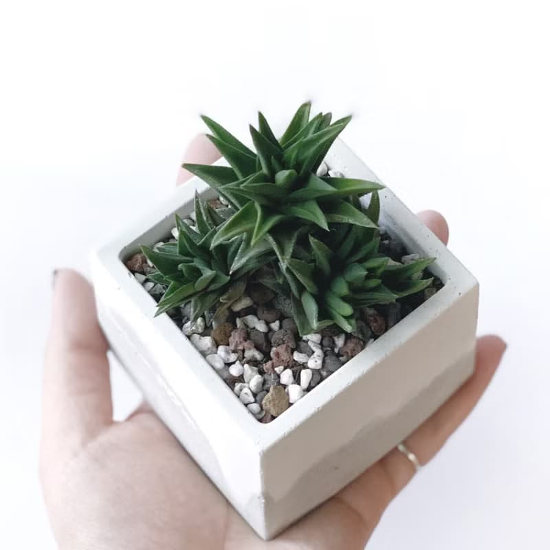 (預購) 白灰漸層系列 | 黑舌 五重塔 方形雙色水泥多肉植栽