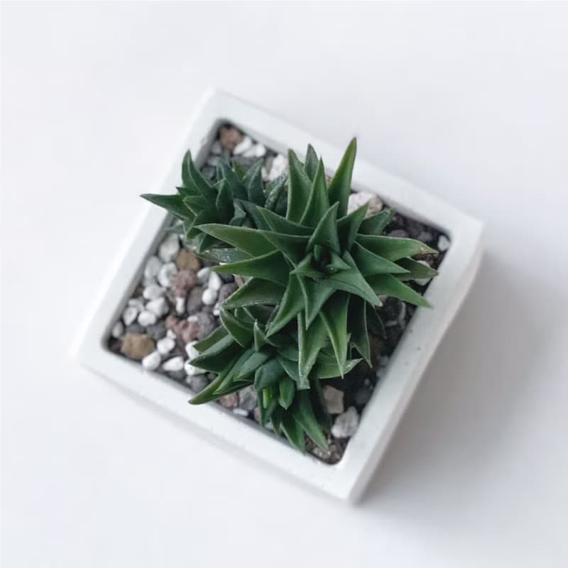 (預購) 白灰漸層系列 | 黑舌 五重塔 方形雙色水泥多肉植栽