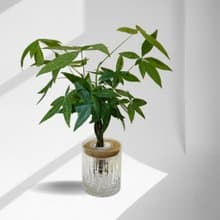 現貨 蕨美植栽 室內網美植栽辦公室水耕植栽-發財樹+輕奢玻璃瓶