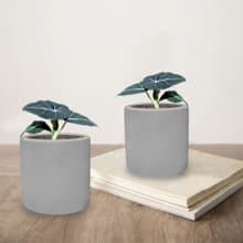 植栽 室內盆栽 黑絲絨觀音蓮 水泥盆栽