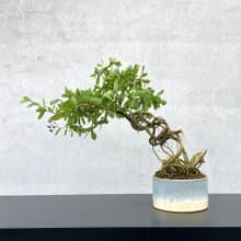 小品盆栽-鈴薩姆 盆景 送禮