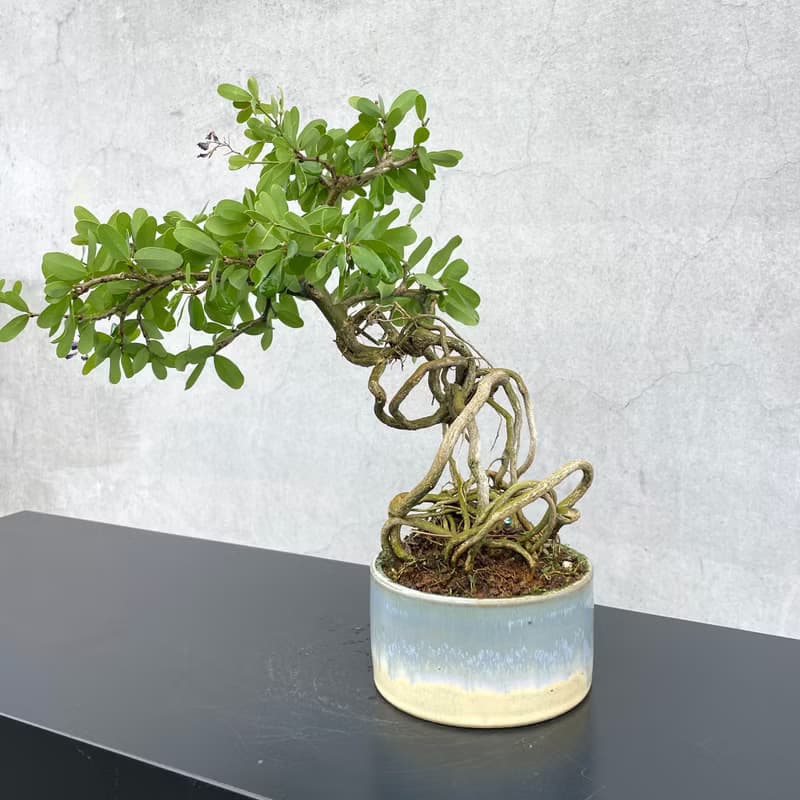 小品盆栽-鈴薩姆 盆景 送禮