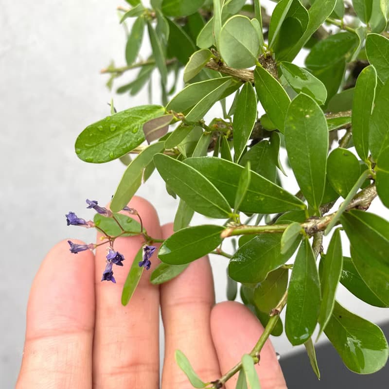 小品盆栽-鈴薩姆 盆景 送禮