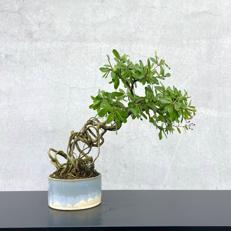 小品盆栽-鈴薩姆 盆景 送禮