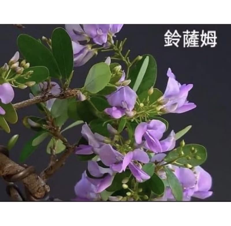 小品盆栽-鈴薩姆 盆景 送禮