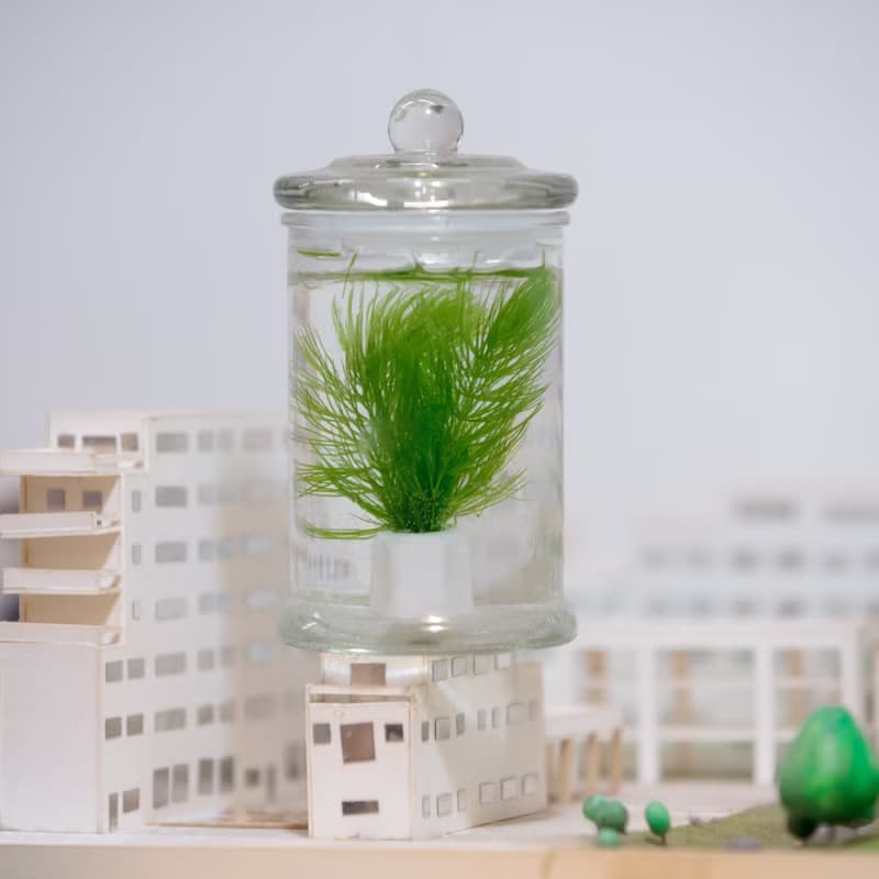 小標本罐養水草【植物保固】 禮物