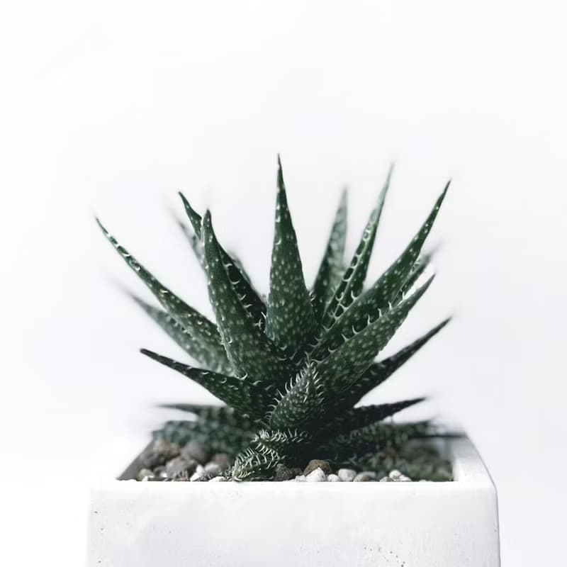 (預購) 白灰漸層系列 | 拍拍蘆薈 方形漸層水泥多肉植栽