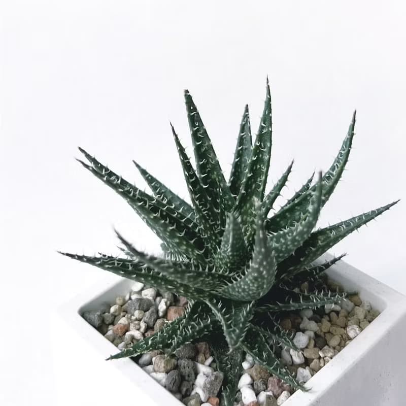 (預購) 白灰漸層系列 | 拍拍蘆薈 方形漸層水泥多肉植栽