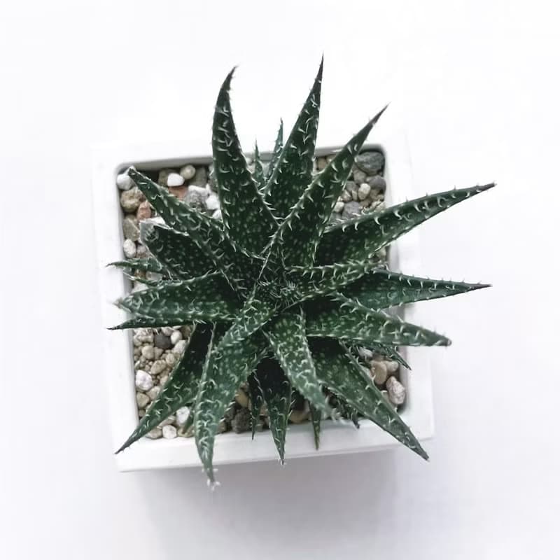 (預購) 白灰漸層系列 | 拍拍蘆薈 方形漸層水泥多肉植栽