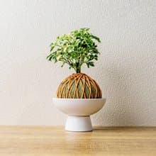 苔球植物 花葉加羽葉福祿桐苔球加磨砂高腳缽 苔球 苔玉 禮物