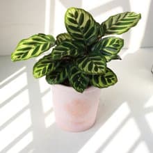 植栽 盆栽 l 孔雀竹芋(中盆)  甜美人像陶盆 室內植物 開幕盆栽