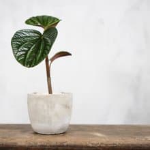 【室內盆栽】紅玉椒草盆栽 觀葉植物 盆栽 植栽 開幕盆栽 發財樹