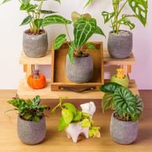 水泥盆栽 小水滴 桌上型盆栽 辦公室植栽 開幕送禮 喬遷禮物 植栽