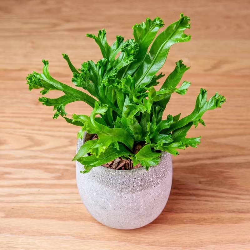 水泥盆栽 小水滴 桌上型盆栽 辦公室植栽 開幕送禮 喬遷禮物 植栽