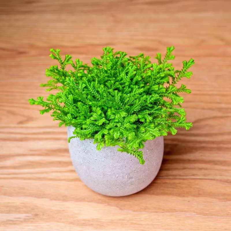 水泥盆栽 小水滴 桌上型盆栽 辦公室植栽 開幕送禮 喬遷禮物 植栽