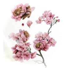 Pink Blossoms