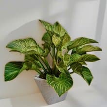 【限量供應】白金觀葉植物新居喬遷開幕送禮居家辦公擺設