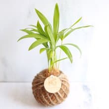 瓔珞莊園*PD43/黃椰子/苔球/聖誕節/聖誕樹/交換禮物/聖誕禮物