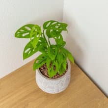 洞洞蔓綠絨 小樹葉紋 水泥盆栽 開幕送禮 喬遷禮物 植栽 盆栽