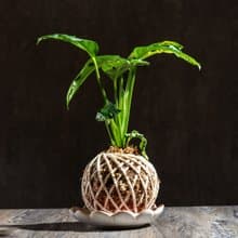 洞洞蔓綠絨苔球 苔球植物 苔玉 室內植物 辦公室植物 交換禮物