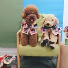 深藍色懷舊朱古力 x 啡橙間條 蝴蝶cut (方腳)