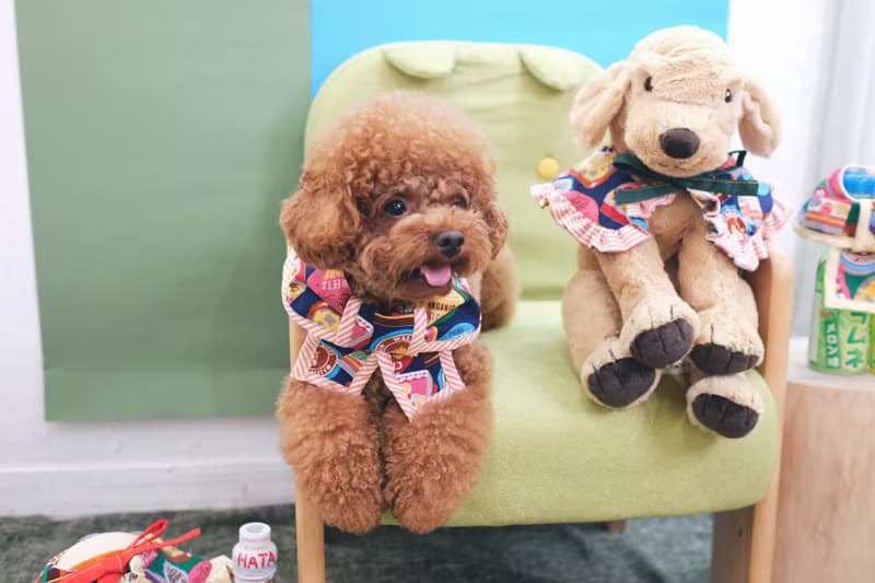 深藍色懷舊朱古力 x 啡橙間條 蝴蝶cut (方腳)