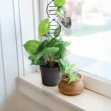 DNA雙股螺旋植物攀爬架