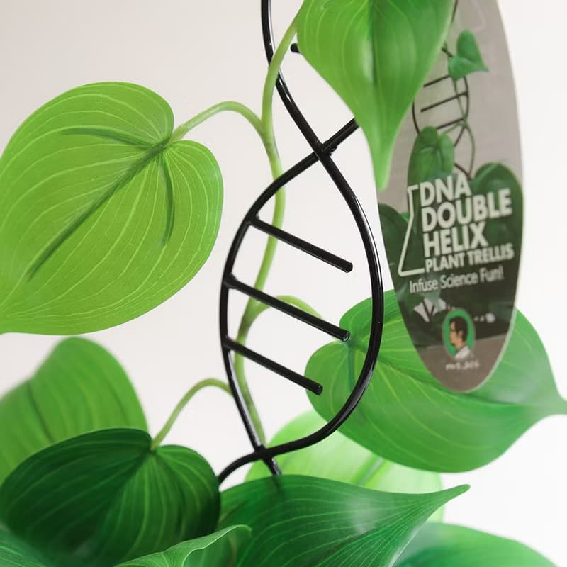 DNA雙股螺旋植物攀爬架