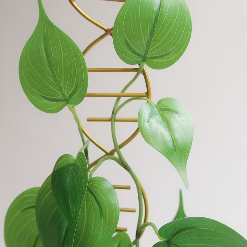 DNA雙股螺旋植物攀爬架