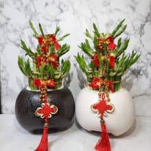 黑白胖三 開運竹 開幕 開店 送禮 入厝 喬遷 生日禮物