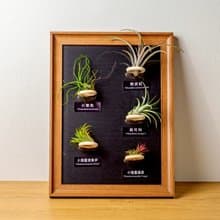空氣鳳梨 粗皮紅 小章魚 貝可利 小精靈德魯伊小精靈福果磁吸相框