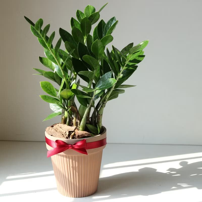 植栽 盆栽 l 金錢樹 送禮首選  室內植物 辦公室盆栽