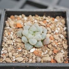 【荳荳多肉】【姬玉露XOB1】喬遷│送禮│升遷│多肉植物