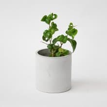 捲葉榕 | 捲捲QQ的葉子 觀葉植物 淨化空氣