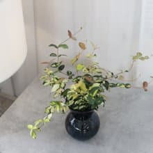 水培植栽│黃金絡石_室內植物 辦公室盆栽 店內擺設