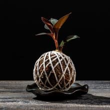 彩葉蘭苔球 苔球植物 苔玉 適合室內植物 辦公室植物 交換禮物
