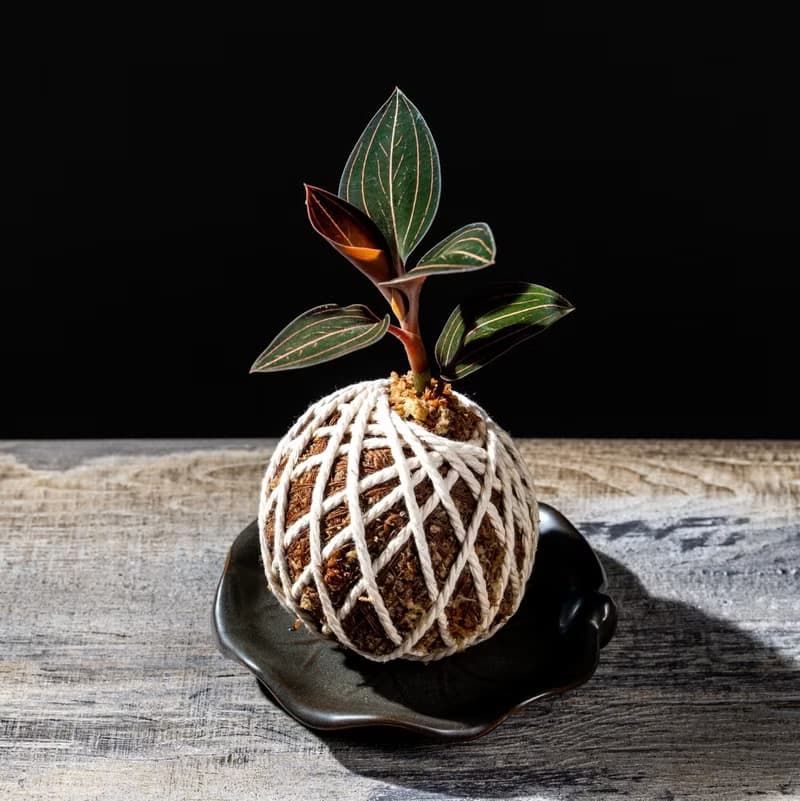 彩葉蘭苔球 苔球植物 苔玉 適合室內植物 辦公室植物 交換禮物