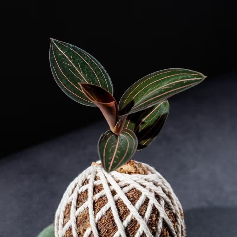 彩葉蘭苔球 苔球植物 苔玉 適合室內植物 辦公室植物 交換禮物