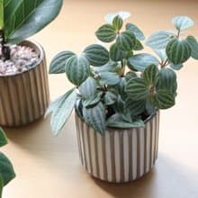 土培植栽│多葉蘭_室內植物 辦公室盆栽 店內擺設 送禮