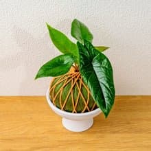 苔球植物 甲骨文觀音蓮墨綠苔球加磨砂高腳缽 苔球 苔玉 禮物